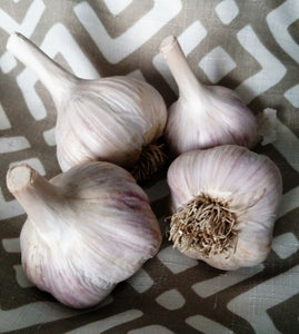 Cuba Garlic